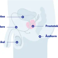 Illustration av manliga reproduktionsorganen, inklusive urinblåsa, sädesledare, testikel, prostata och ändtarm. Viktigt för att förstå prostataproblem hos hundar.