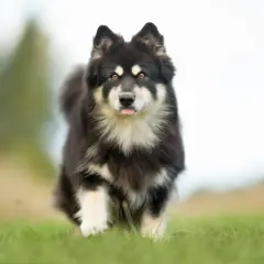 Svartvit finsk lapphund med tungan ute, springer på en gräsmatta. En frisk hund som visar sin vikt och lekfullhet.