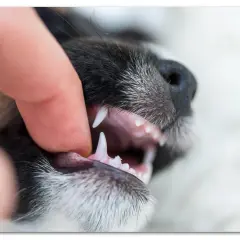 En 8 månaders valp bits lekfullt i ett finger och visar sina små, vassa tänder.