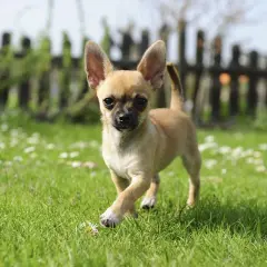 En liten chihuahua, en av de vanliga hundraserna, springer glatt i en grönskande trädgård med små vita blommor.