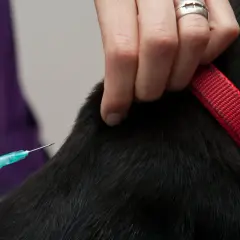 En veterinär ger en hund kennelhosta vaccin.