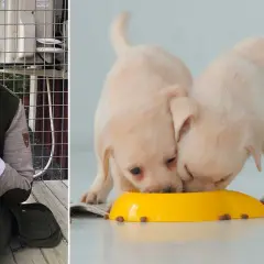 En kvinna håller en golden retriever-valp. Två andra valpar äter ur en gul skål. Hur ofta bajsar en valp? Det beror på ålder och mat.