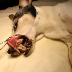 En hund med öppen mun, där tonsillerna syns. En veterinär undersöker hundens mun, möjligen på grund av tonsillit.