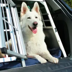 Vit hund i bur i bil, redo för en utflykt till hund café.