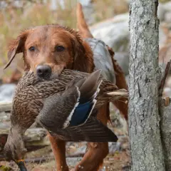 En brun fågelhund bär en and. Denna typ av fågelhund raser är kända för sitt arbete.