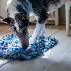 En hund med fläckigt mönster nosar på en blå matta. Denna banta hund verkar njuta av att leta efter godis.