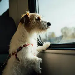 En hund i bil tittar ut genom fönstret.