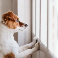 En hund ensam hemma 8 timmar, med tassar mot fönstret, längtar efter sin familj.