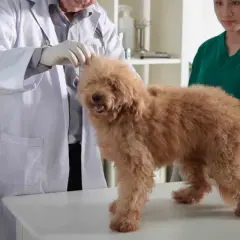 En veterinär undersöker en fluffig, brun hund. En annan veterinär står bredvid.