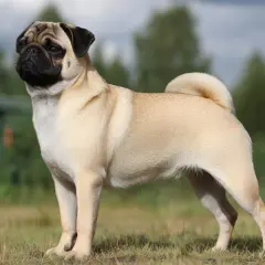 En mops med sitt karakteristiska temperament står stolt i gräset.