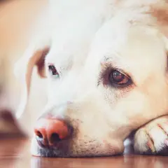 En trött labradorhund vilar huvudet på sina tassar. Denna leishmania hund ser lite ledsen ut.