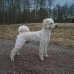 En vit pudel står på en grusväg. Pudel nackdelar kan vara att de kräver mycket pälsvård, men denna vackra hund verkar trivas utomhus.