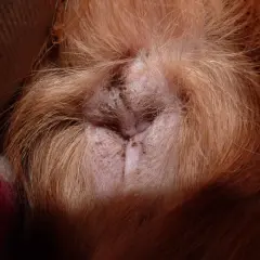 Närbild på en hunds rumpa. Hunden slickar sig i rumpan, pälsen är rödbrun.