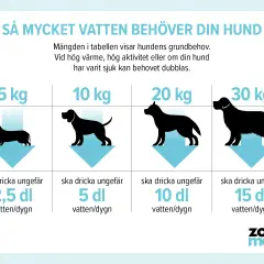 En tabell visar hur mycket vatten en hund behöver. En stor hund dricker mycket, upp till 15 dl per dygn.