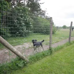 En svart hund leker i en rastgård.