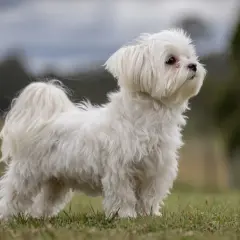 En söt malteser korthårig hund står på en gräsmatta, med en suddig bakgrund av träd och himmel.