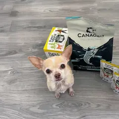 En liten chihuahua tittar upp mot kameran bredvid påsar med hundmat. Kanske är det här en potatis hund som väntar på sin middag?