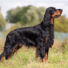 En ståtlig Gordon Setter i profil, stående i gräs. Hunden har en vacker päls och ser alert ut. Viktigt att vara uppmärksam på tecken på magomvridning hund.