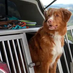 En brun hund sitter i en bur i bakluckan på en bil, redo för äventyr. Perfekt att ta med hunden på resan!