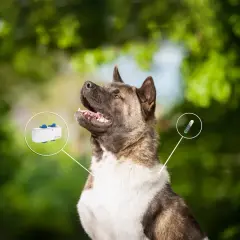 En ståtlig hund med en GPS-tracker och en chipnummer-injektionsspruta som visas.