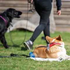 En corgi vilar på en filt medan en svart hund och en person går förbi. Perfekt för vardagslydnad hund övningar.