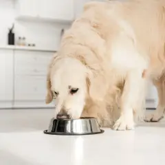 En golden retriever äter ur en skål, kanske njuter av sitt bantningsfoder hund.