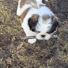 En lekfull shih tzu-valp med sitt typiska shih tzu temperament, biter på en pinne utomhus.