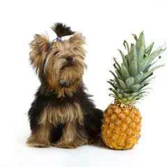 En söt yorkshireterrier med en ananas.