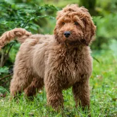 En fluffig, vuxen cockerpoo med rödbrun päls står i gräset bland gröna växter.