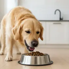 En golden retriever äter ur en matskål. Det är viktigt att veta vilka tider ska hunden ha mat för en balanserad kost.