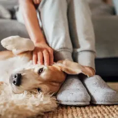 En hund vilar på en matta medan en person klappar den. Hunden kan ha kennelhosta symtom.