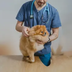 Veterinär undersöker en fluffig Pomeranian med misstänkt hudutslag hund.
