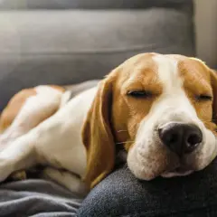 En beagle sover gott på soffan, drömmer kanske om laktosfri a-fil till hund.