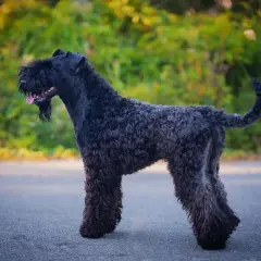 En stilig kerry blue terrier med lockig, mörk päls står på en asfalterad väg med grönskande bakgrund.