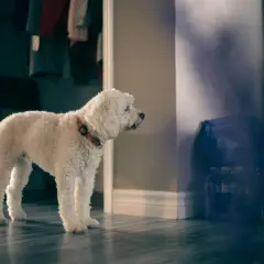 Vit, lockig hund med orange halsband står på ett mörkt trägolv. Bakom syns en garderob med kläder och en vägg med skuggor. En ocd hund som väntar.