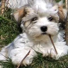 En söt bichon havanais valp tuggar på en pinne i gräset. En av nackdelarna med rasen är att de kan vara lite envisa.