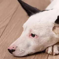 En trött hund med vita och svarta markeringar ligger på ett trägolv. Hunden kan ha njursvikt.
