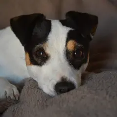 En incisiv hund med bruna ögon vilar på en mjuk filt.