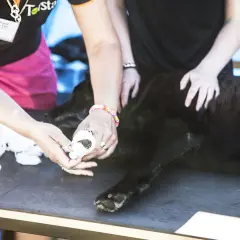 En hund får tassbandage av två personer.