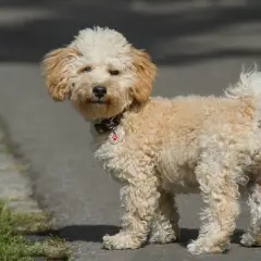 En söt, vuxen cavapoo med krullig, ljusbrun päls står på en asfalterad stig.