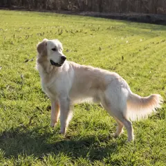 En ståtlig golden retriever står i en grönskande äng. Hundens gyllene päls lyser i solljuset, och dess vikt verkar perfekt för en aktiv livsstil.