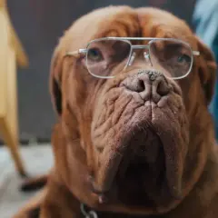 En klok senior hund med glasögon, redo att dela med sig av livets visdom.