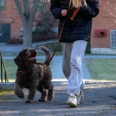En person går ut med sin glada, lockiga hund. Bra tider att gå ut med hunden är när det är lugnt ute, som tidig morgon eller sen kväll.