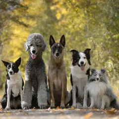 Fem hundraser mellan träd i höstfärger: en border collie, en pudel, en malinois, en border collie och en shetland sheepdog.