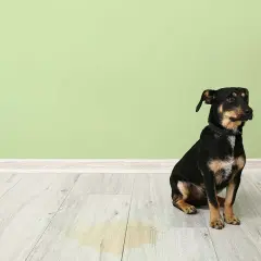 En liten hund sitter på ett ljust trägolv bredvid en ljusgrön vägg. En gul fläck syns på golvet, vilket indikerar att hunden kissar mycket.