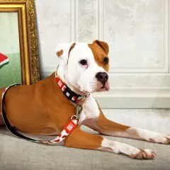 En brunvit hund med en lekfull halsband och koppel med vattenmelonmönster ligger bredvid en tavla. Perfekt för att uppfostra valp och visa upp stil.
