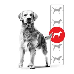 En golden retriever bredvid en vikttabell hund. En röd cirkel markerar hundens idealvikt.