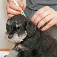 En liten valp får sitt valpsjuka vaccin. En hand håller sprutan medan en annan klappar valpen lugnande.
