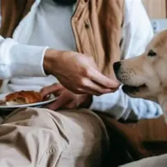 En person matar en hund med en bit croissant. En fin stund för att få upp hullet på hund.