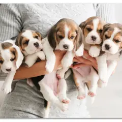Fem bedårande beaglevalpar, en härlig start på valpskola vecka för vecka. Deras nyfikna blickar lovar äventyr.